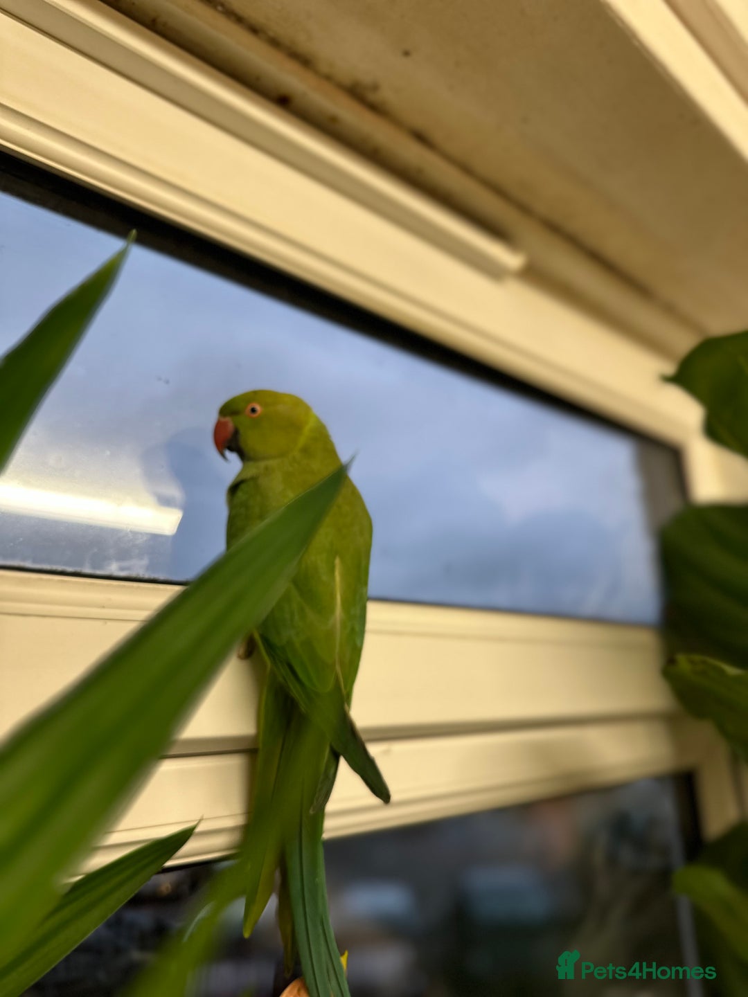 Ringnecks birds for sale: Green lovley parrot  - Image 2