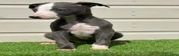 Whippet dogs for sale: Blue whippets  - Advert 18