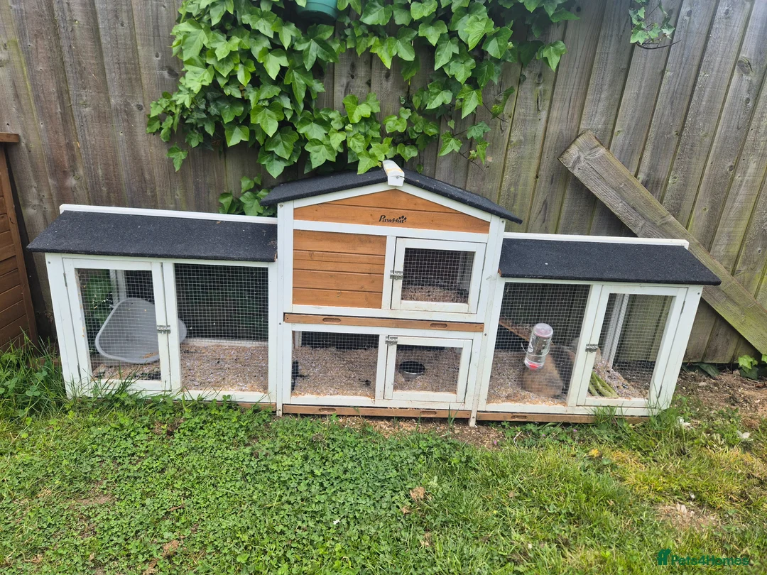 Mixed Breed rabbits for sale: Male and female rabbit with hutches  - Advert 1
