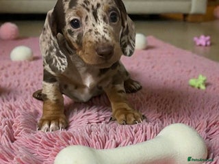 Miniature Dachshund dogs Rainbow minture Dashounds - Advert 16