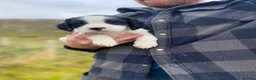 English Springer Spaniel dogs for sale: Springer Spaniel Puppies – 3 Girls Available - Advert 8