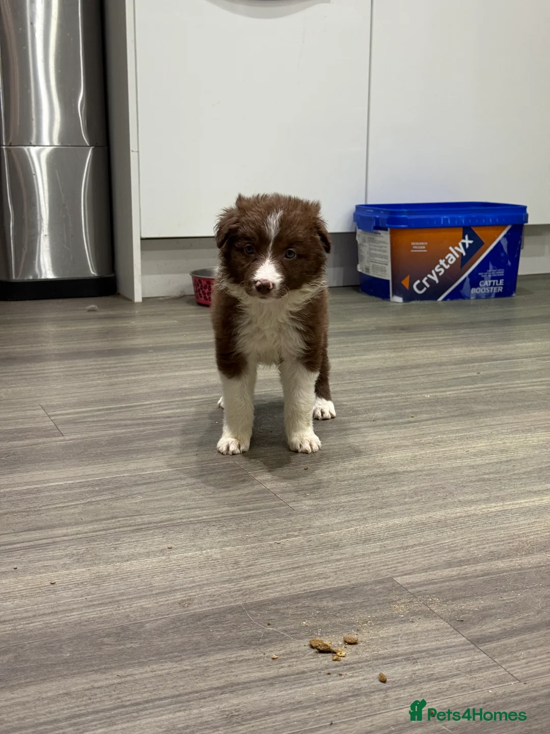 Border Collie dogs for sale: Border Collie red  - Advert 3