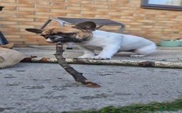 French Bulldog dogs for sale: French Bulldog - Image 2