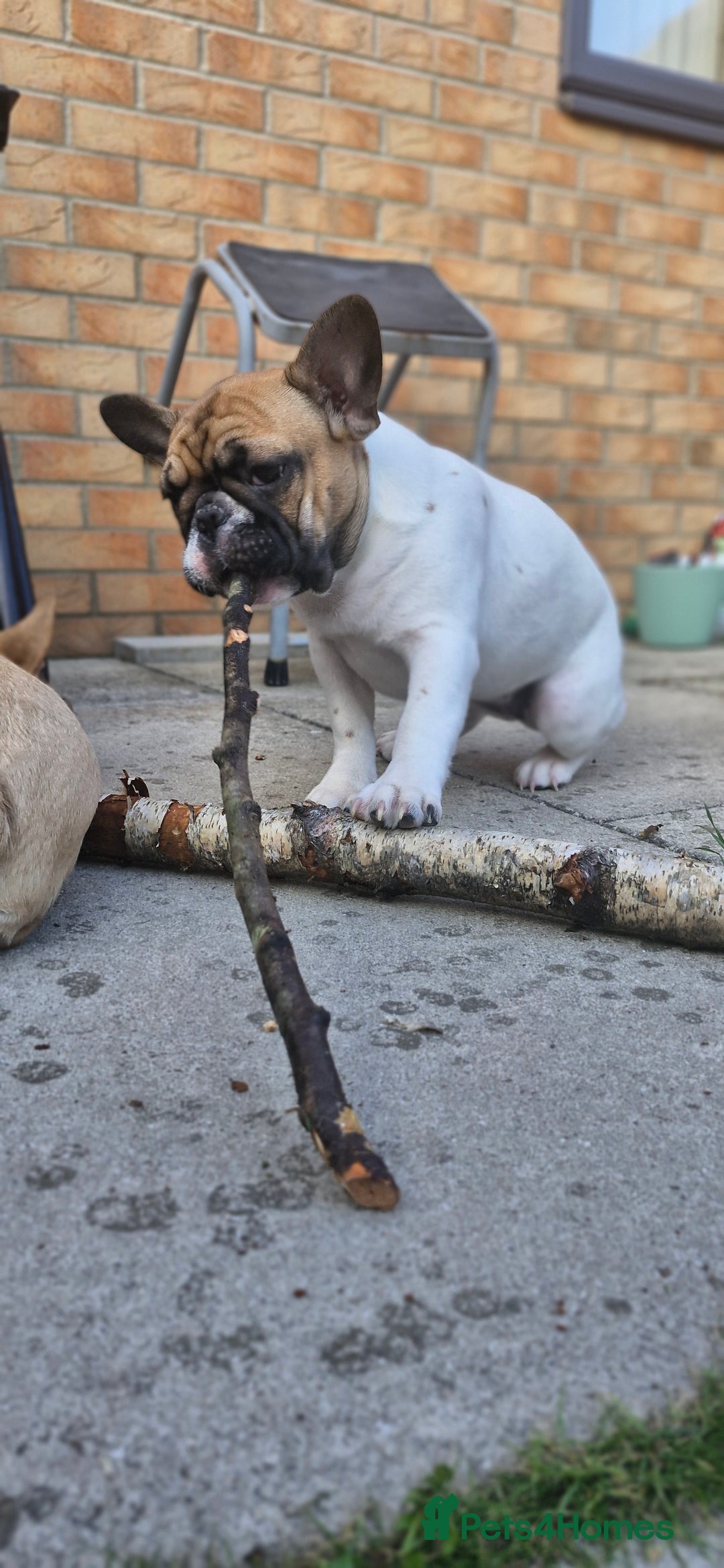 French Bulldog dogs for sale: French Bulldog - Image 2