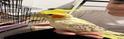 Cockatiels birds for sale: Cockatiels  - Advert 1