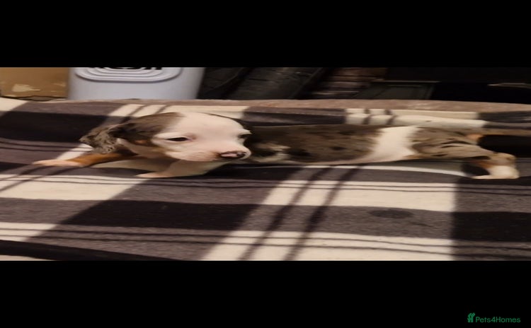Dachshund dogs - Advert 4