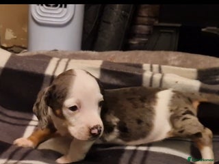 Dachshund dogs - Advert 9