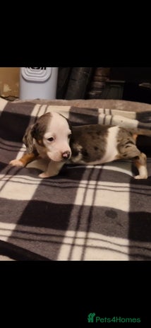 Dachshund dogs - Advert 4