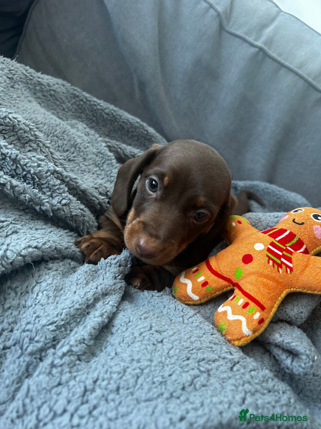 Dachshund dogs for stud: Kc Mini long haired dapple  in Leeds - Image 16