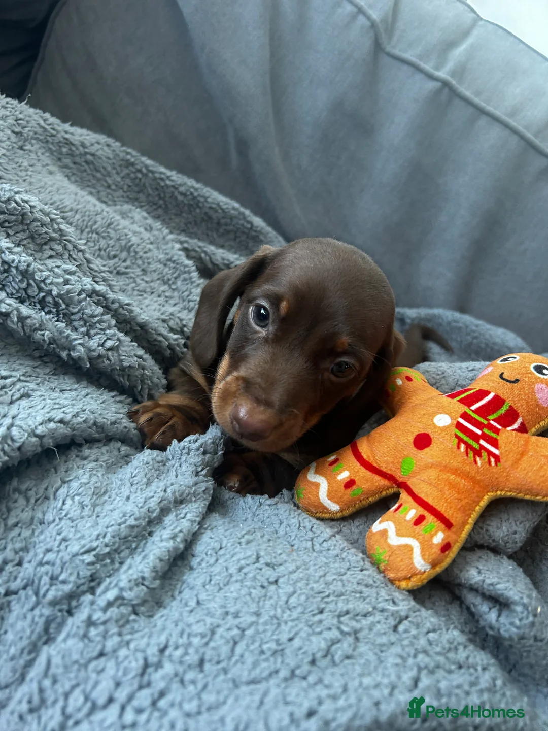 Dachshund dogs for stud: Kc Mini long haired dapple  in Leeds - Advert 16