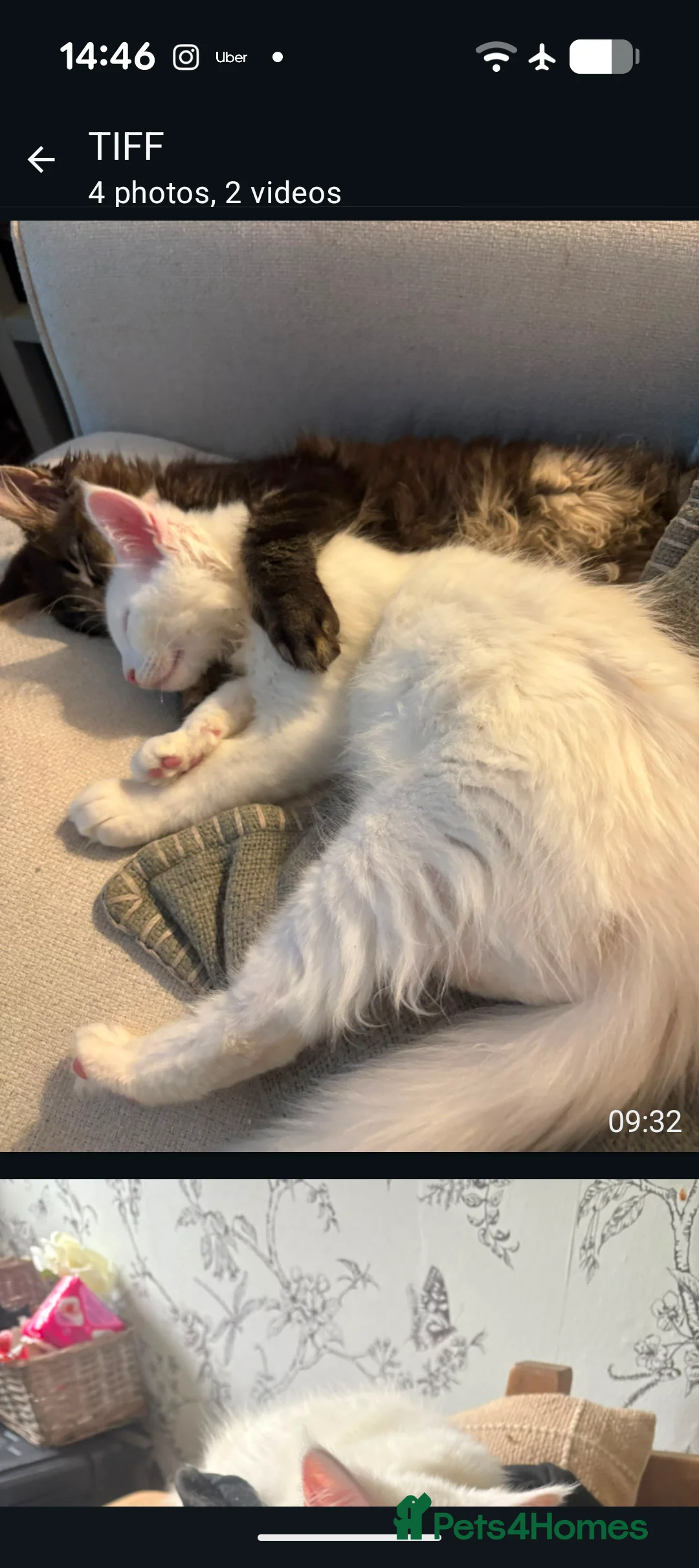 Maine Coon cats for sale: X1 white male maine coon kitten  - Advert 2