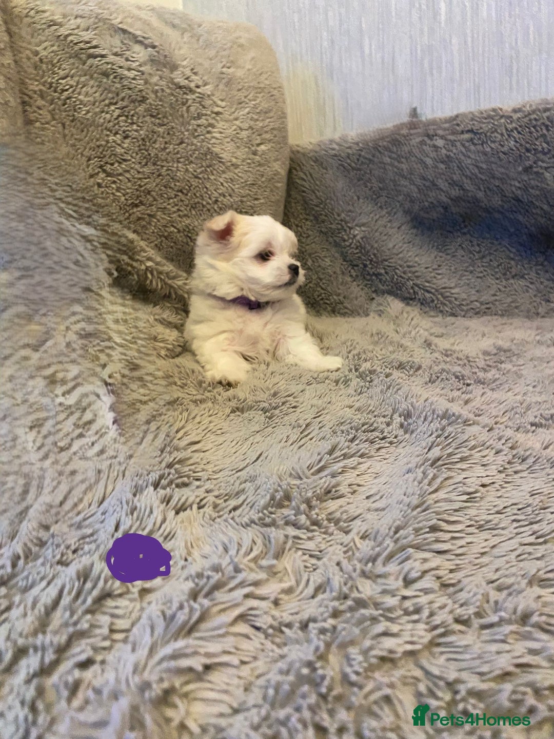 Maltese dogs for sale: Adorable Maltese Puppies Ready for Love. - Advert 15