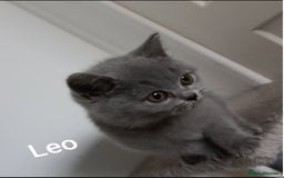 British Shorthair cats for sale: British blue Shorthair GCCF - Image 3