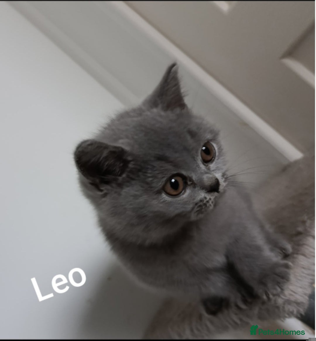 British Shorthair cats for sale: British blue Shorthair GCCF - Image 3