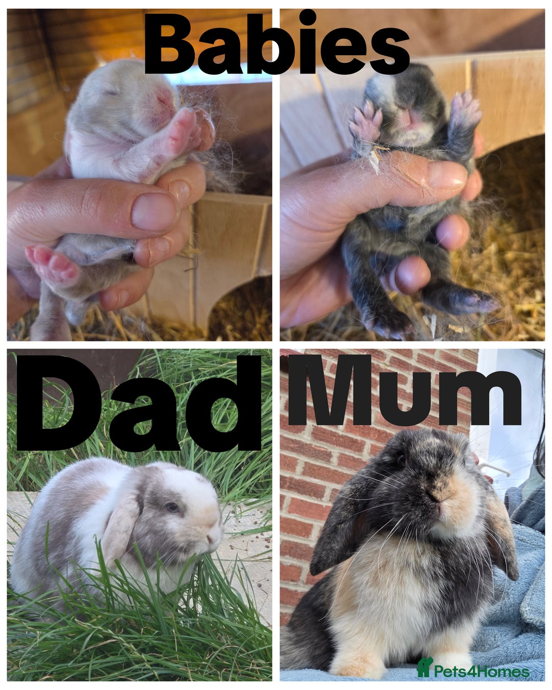 Mini Lop rabbits for sale: 3 Beautiful minilops available 2 males 1 female - Image 6