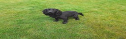 Cocker Spaniel dogs for stud: Working Black Cocker for Stud in Beverley - Advert 5