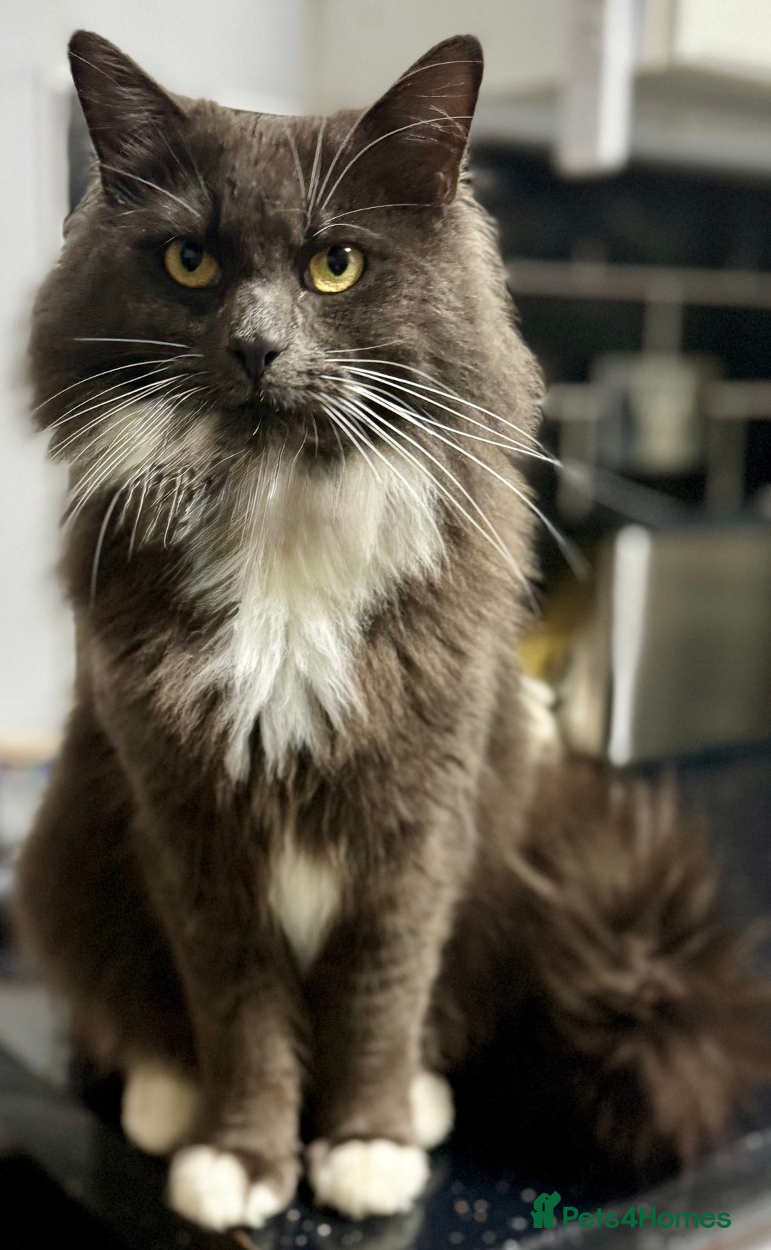 Persian cats for sale: Persian x kittens - Image 4