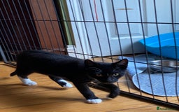 Mixed Breed cats for sale: 2 boys 1 girl left (free) - Image 31