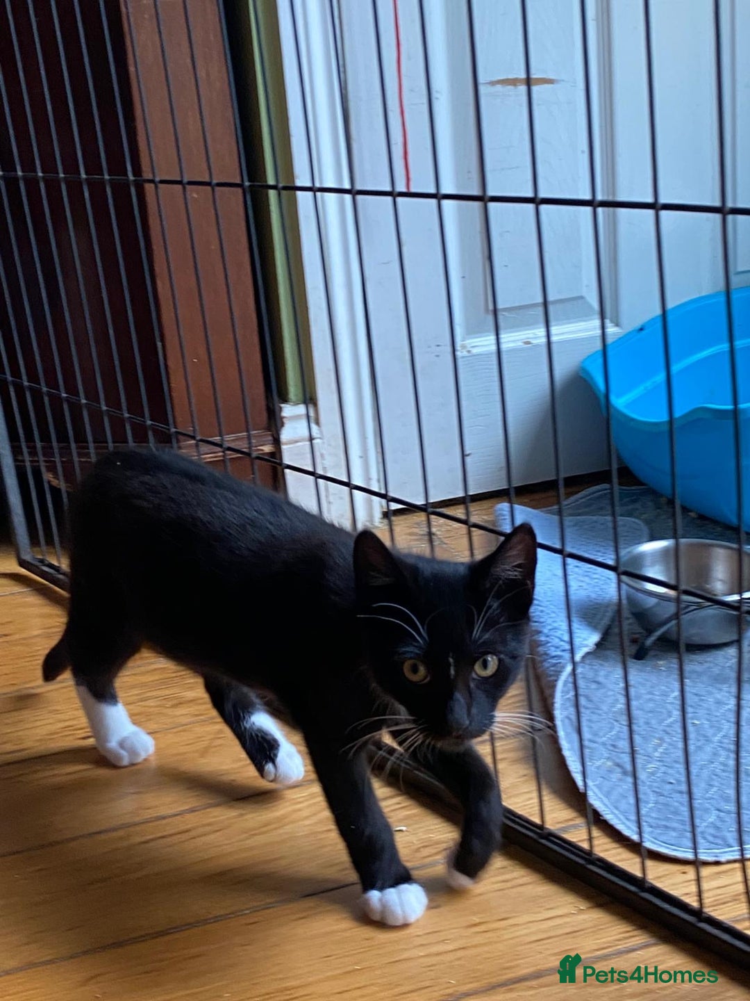 Mixed Breed cats for sale: 2 boys 1 girl left (free) - Image 31