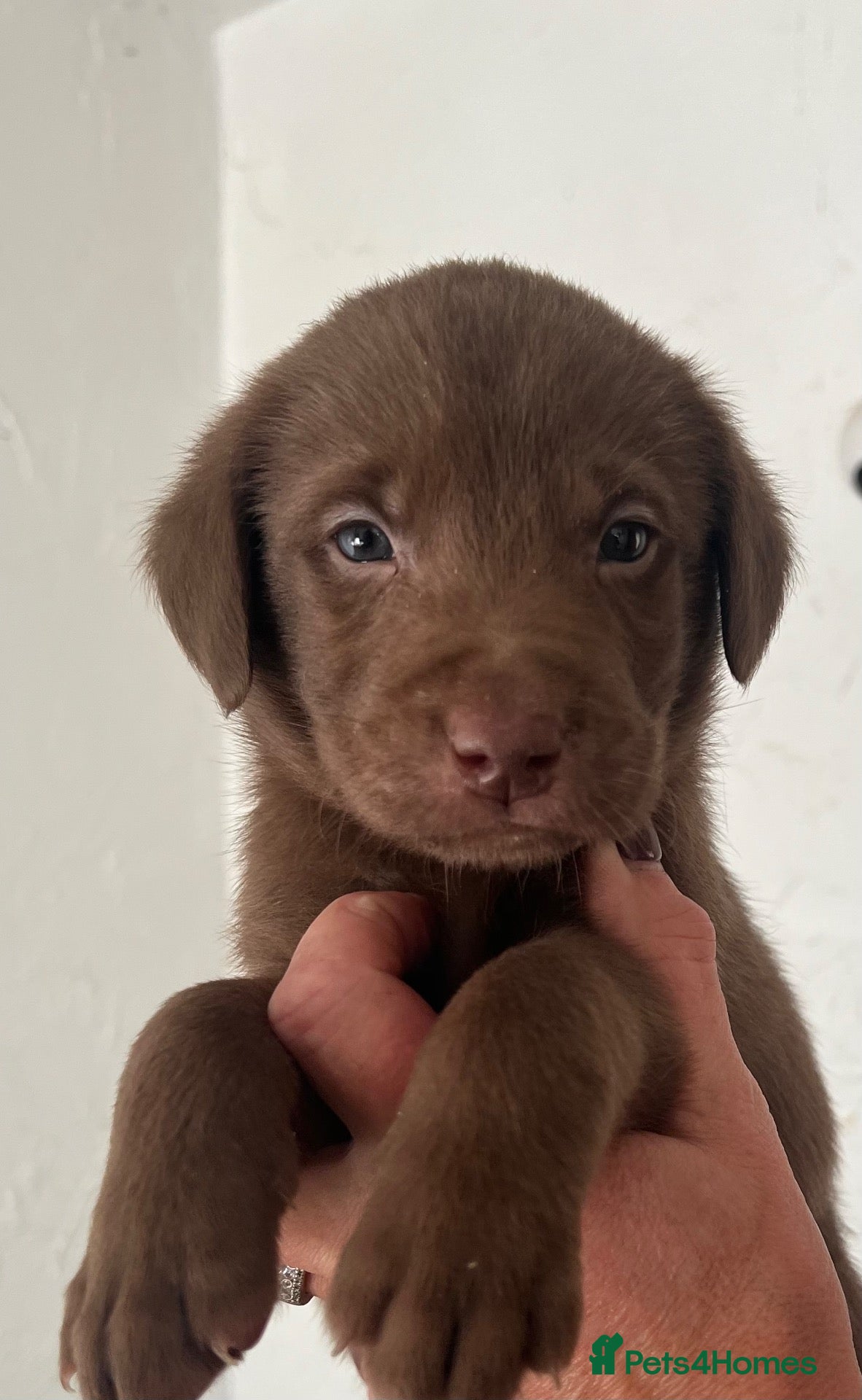 Labrador Retriever dogs *ONLY  1 CHUNKY BOY LEFT * CHOCOLATE LABRADOR PUP - Advert 1