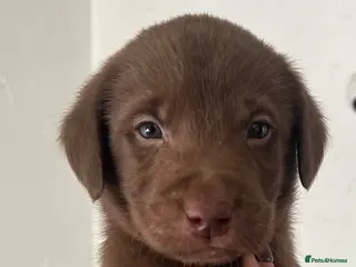 Labrador Retriever dogs *ONLY 1 CHUNKY BOY LEFT * CHOCOLATE LABRADOR PUP - Advert 14