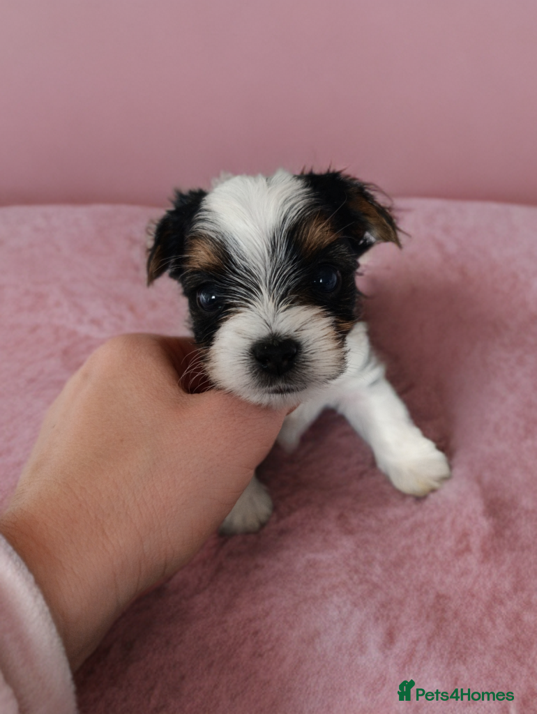 Yorkshire Terrier dogs Posh Yorkies -Yorkshire terrier biewer🐶   - Advert 16