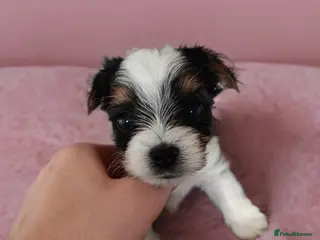 Yorkshire Terrier dogs Posh Yorkies -Yorkshire terrier biewer🐶 - Advert 16