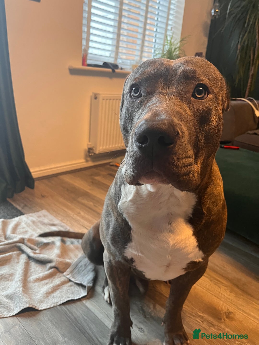 Mixed Breed dogs for sale: Corso/mastiff mix breed - Advert 5