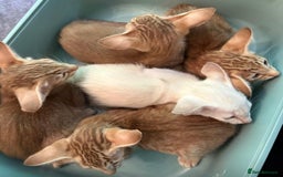 Oriental cats for sale: GCCF Oriental - Image 16