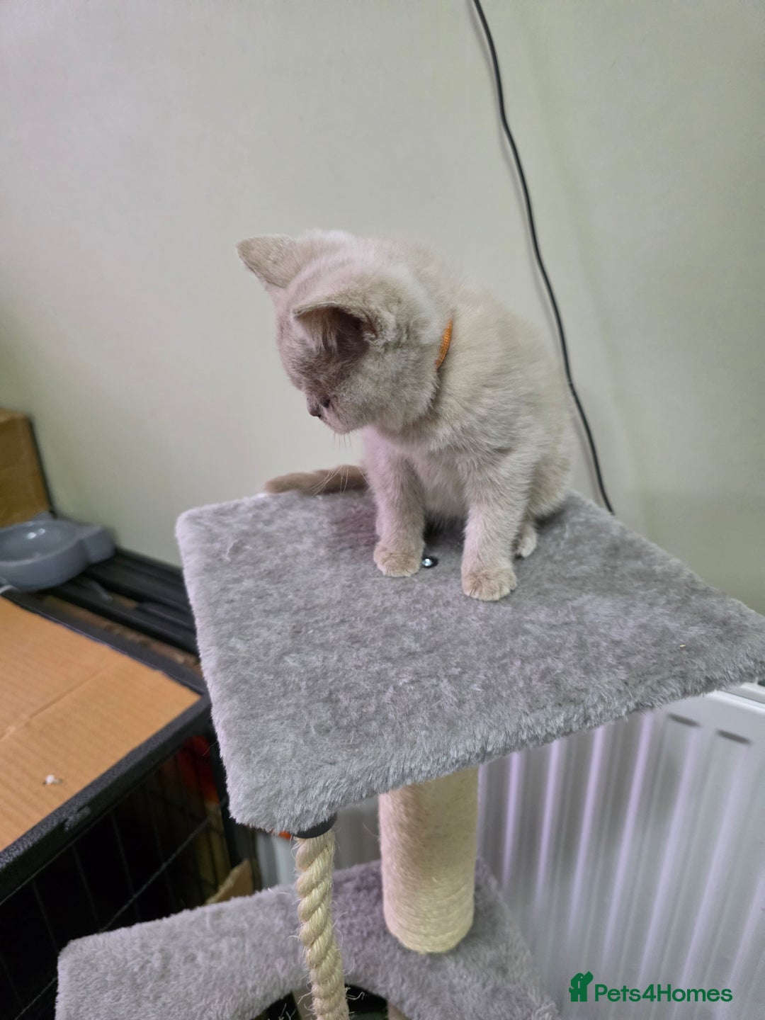 British Shorthair cats for sale: Beautiful British shorthair kittens - Image 39