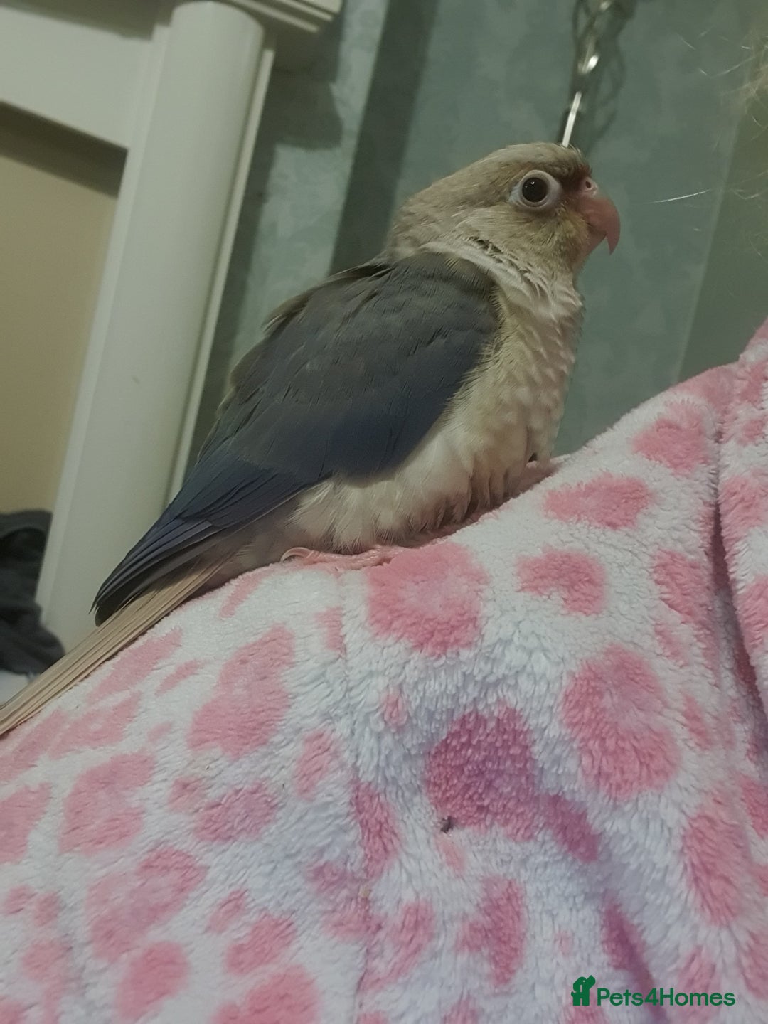 Conures birds for sale: Handreared conures - Image 5