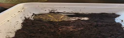 Frog reptiles for sale: Baby African bullfrog (pixie frog) for sale  - Advert 2