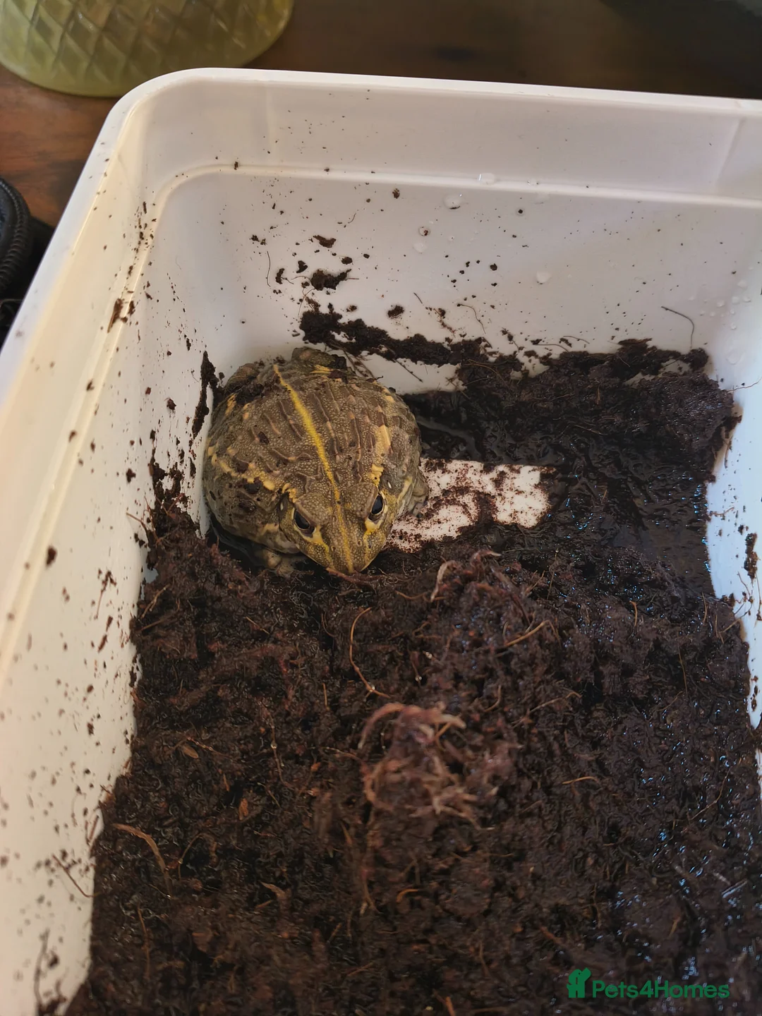 Frog reptiles for sale: Baby African bullfrog (pixie frog) for sale  - Advert 2