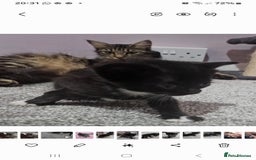 Mixed Breed cats for sale: Mixed 1/4 maine coon kittens  - Image 4