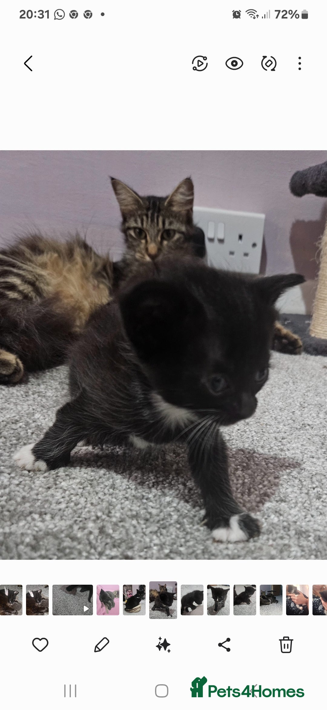 Mixed Breed cats for sale: Mixed 1/4 maine coon kittens  - Image 4