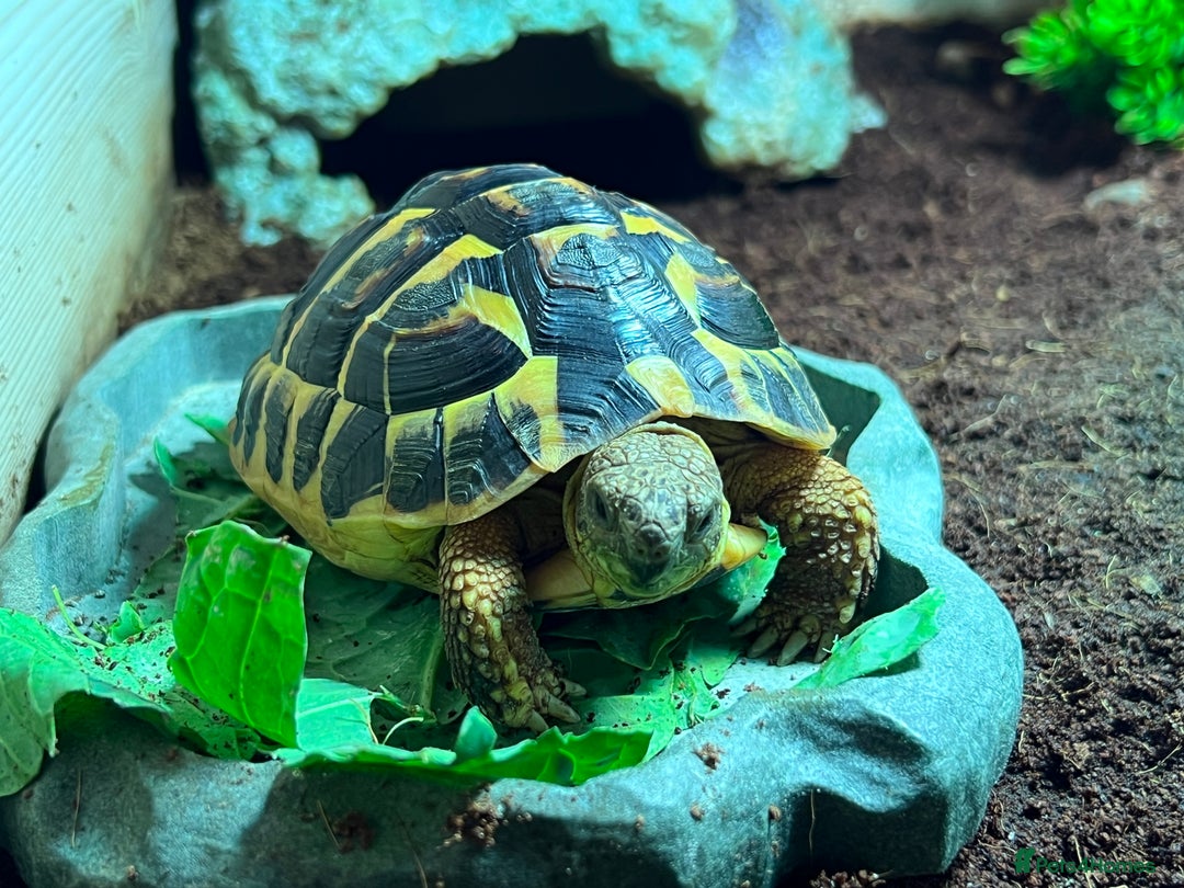 Hermann Tortoise reptiles for sale: Western Hermann tortoise with enclosure - Advert 5
