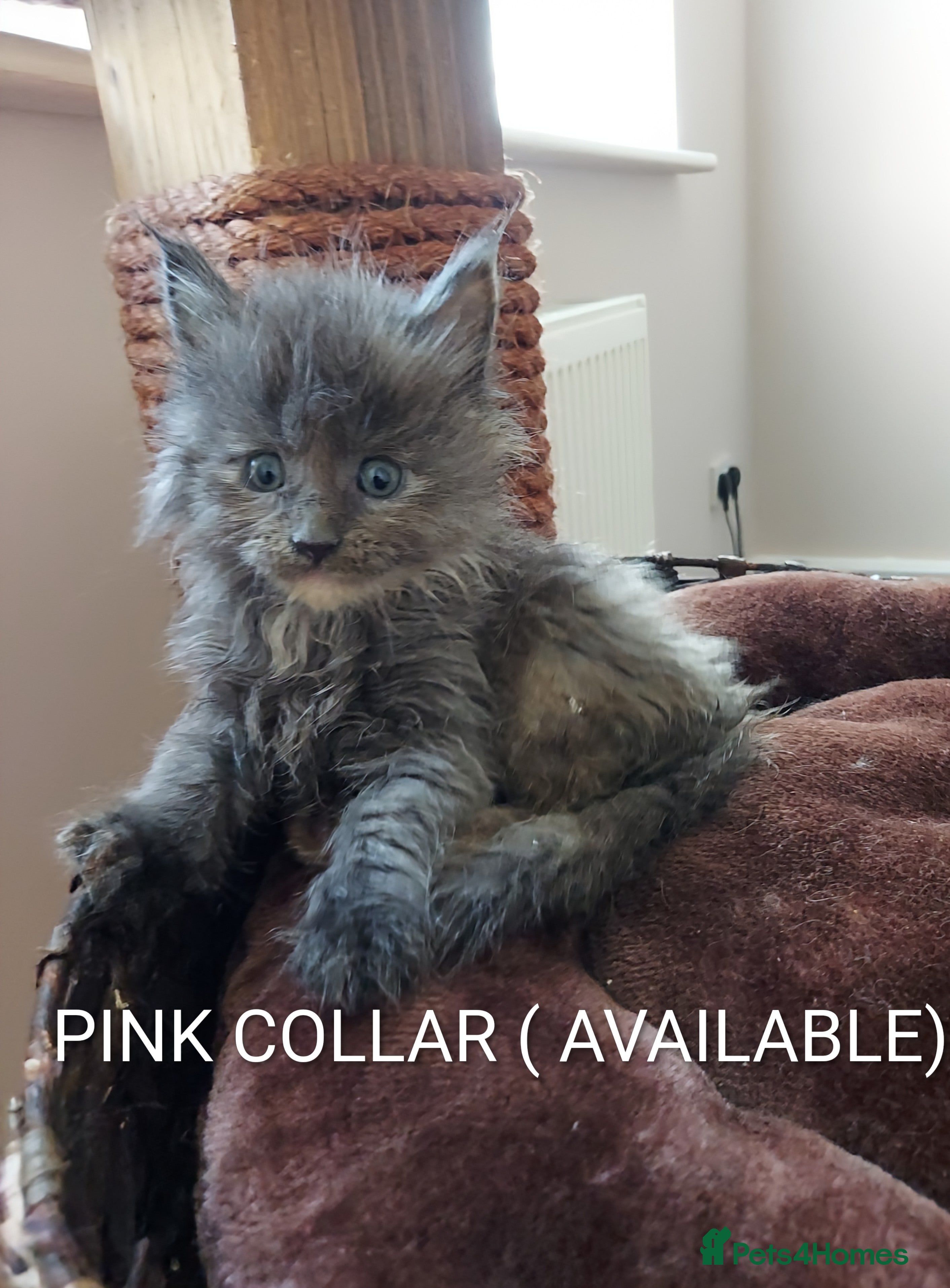 Maine Coon cats GREAT QUALITY MAINE COON KITTENS/DNA/GCCF  - Advert 11