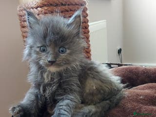 Maine Coon cats GREAT QUALITY MAINE COON KITTENS/DNA/GCCF - Advert 12