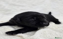 Labrador Retriever dogs for sale: 🐾 Adorable Black Labrador Puppies Ready Soon 🖤🐾 - Image 19