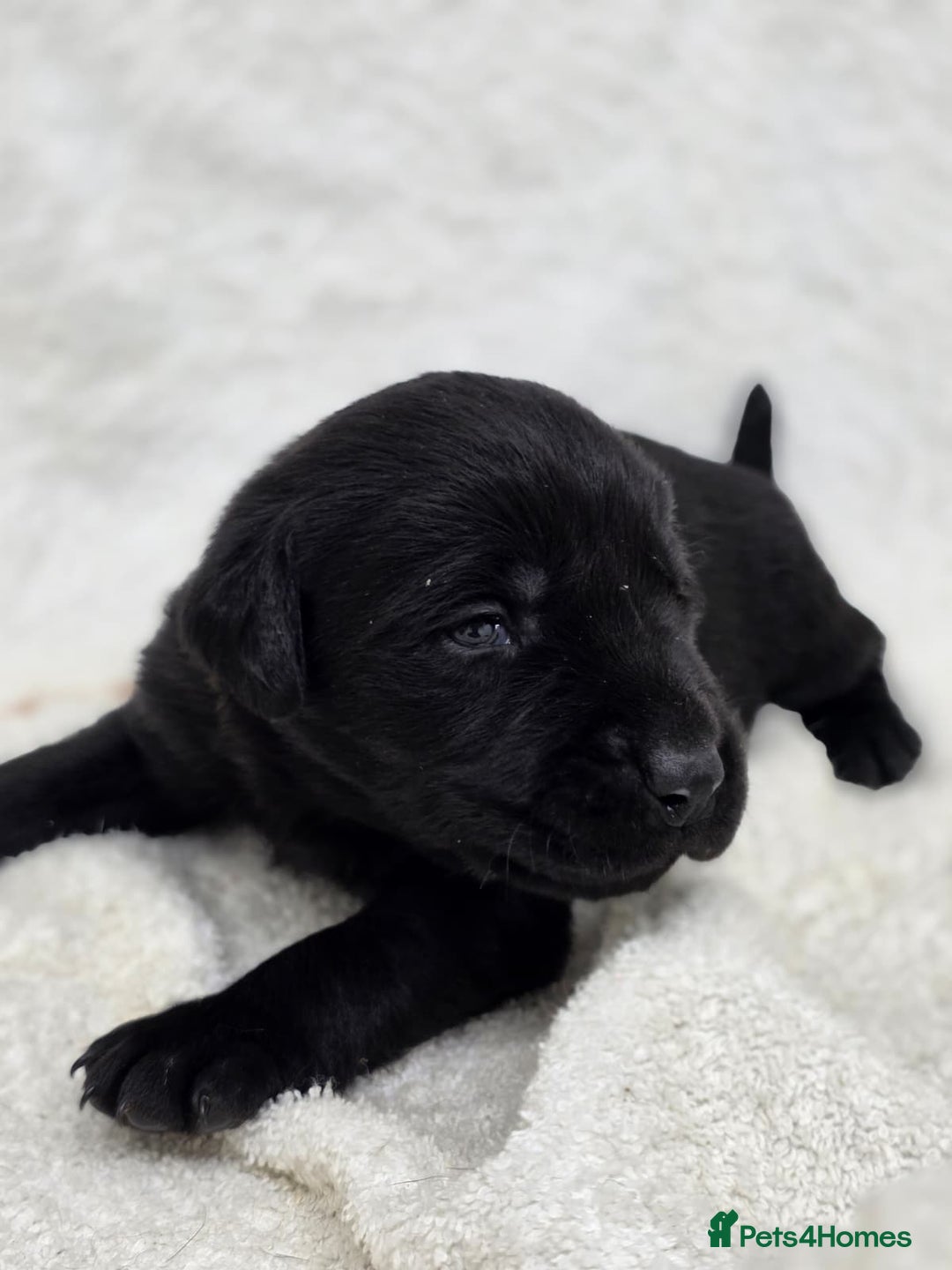 Labrador Retriever dogs for sale: 🐾 Adorable Black Labrador Puppies Ready Soon 🖤🐾 - Image 19