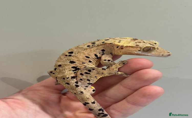 Gecko reptiles in Upminster - Advert 2