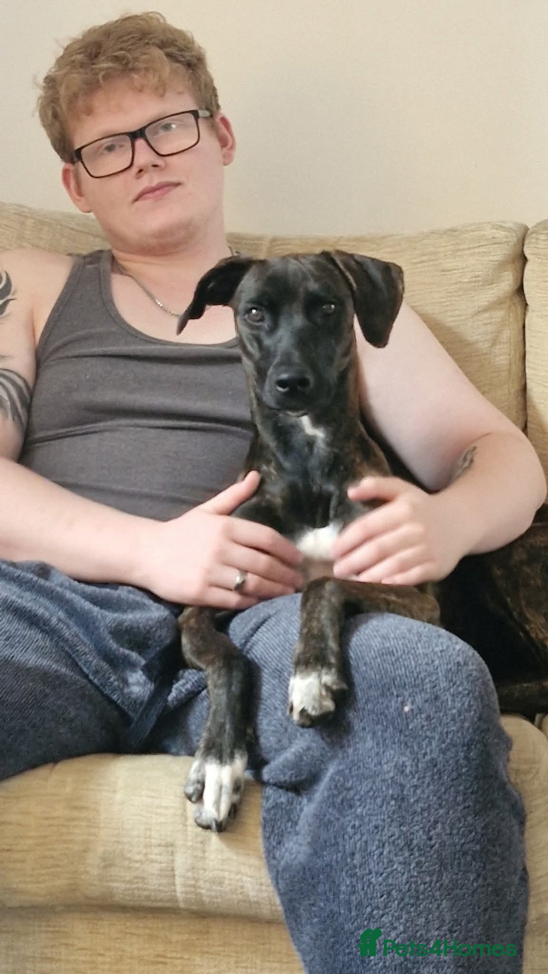 Mixed Breed dogs for sale: Bull-lurcher X - Advert 6