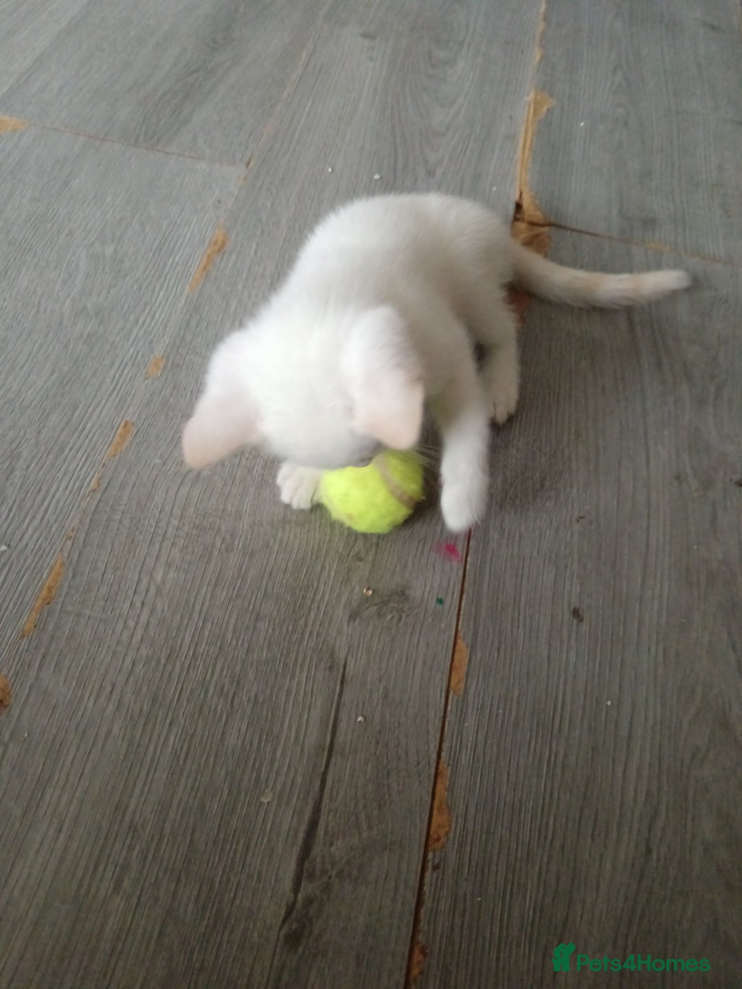 Domestic Shorthair cats for sale: 3 beautiful kittens - Image 2