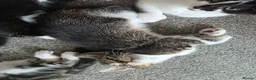 Mixed Breed cats for sale: Beautiful Kittens Looking for Loving Homes - Advert 28