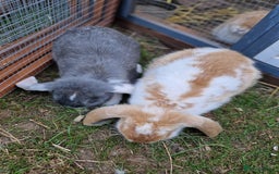 French Lop rabbits for sale: French lop/continental giant babies - Image 5