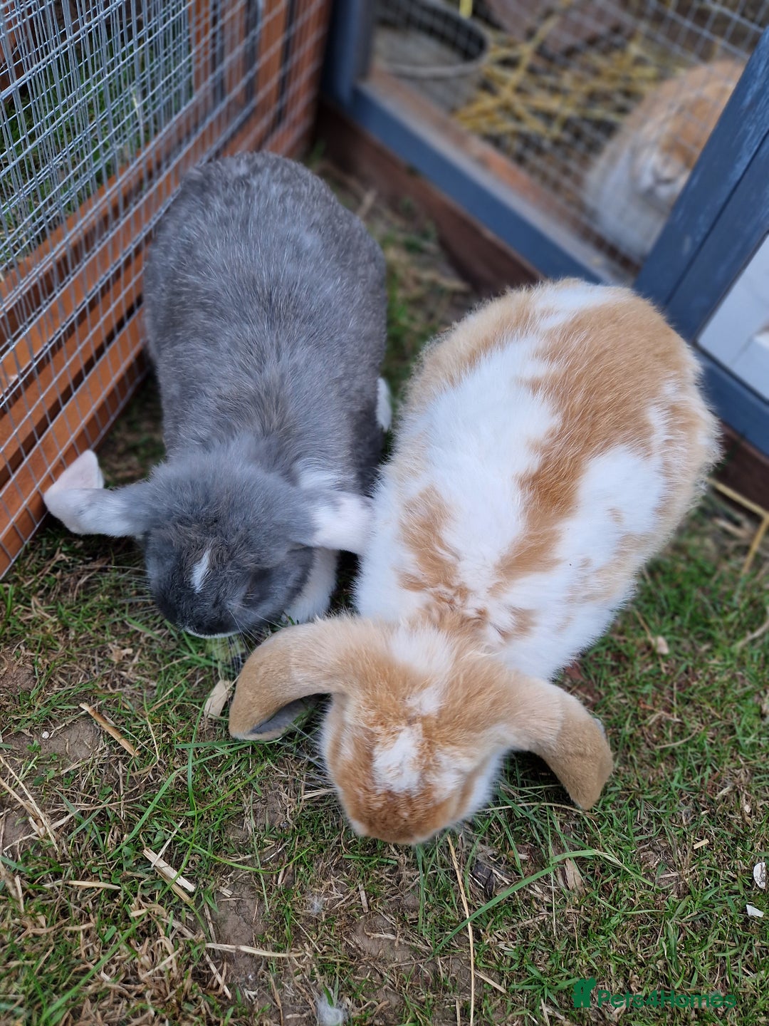 French Lop rabbits for sale: French lop/continental giant babies - Image 5