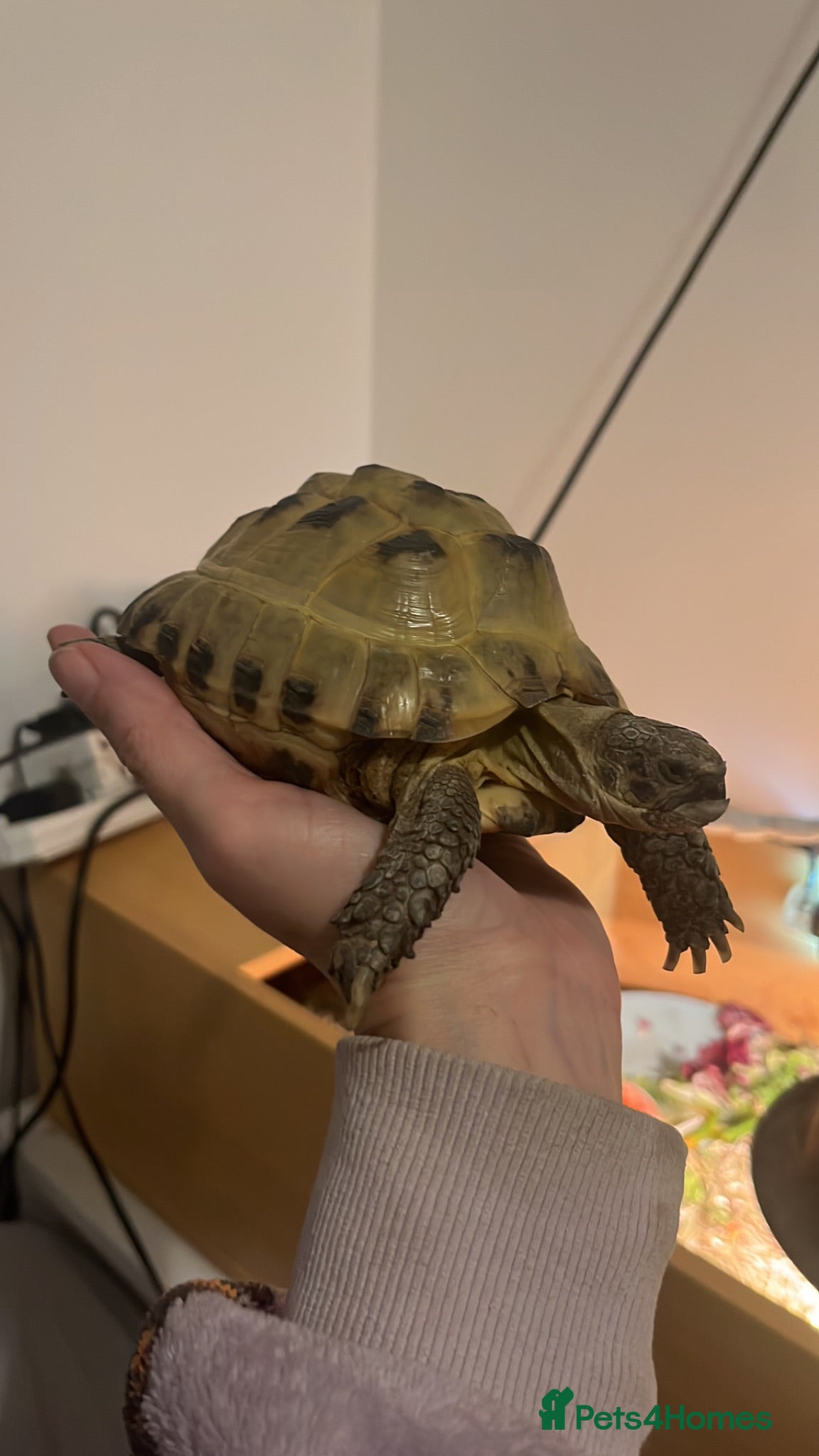 Tortoise reptiles Tortoise  - Advert 2