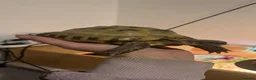 Tortoise reptiles for sale: Tortoise  - Advert 1