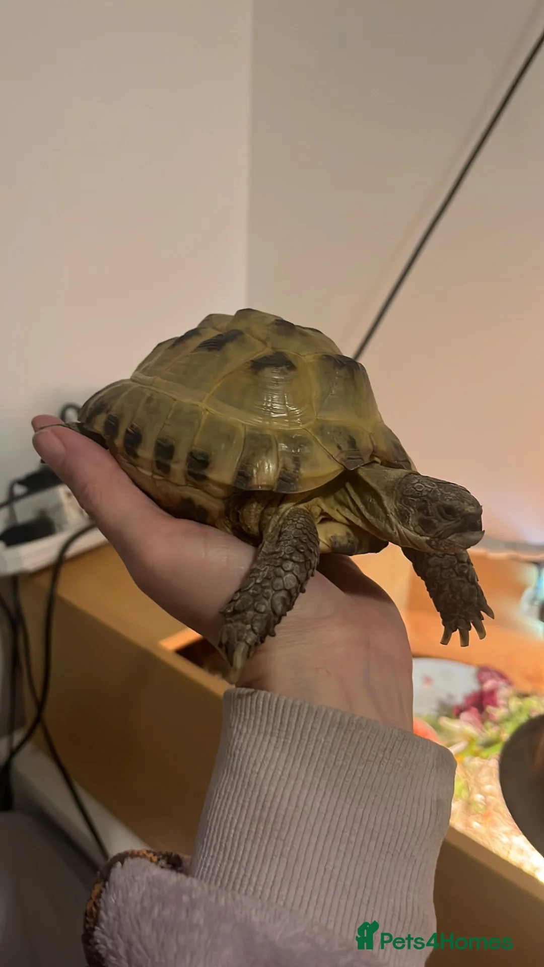 Tortoise reptiles for sale: Tortoise  - Advert 1