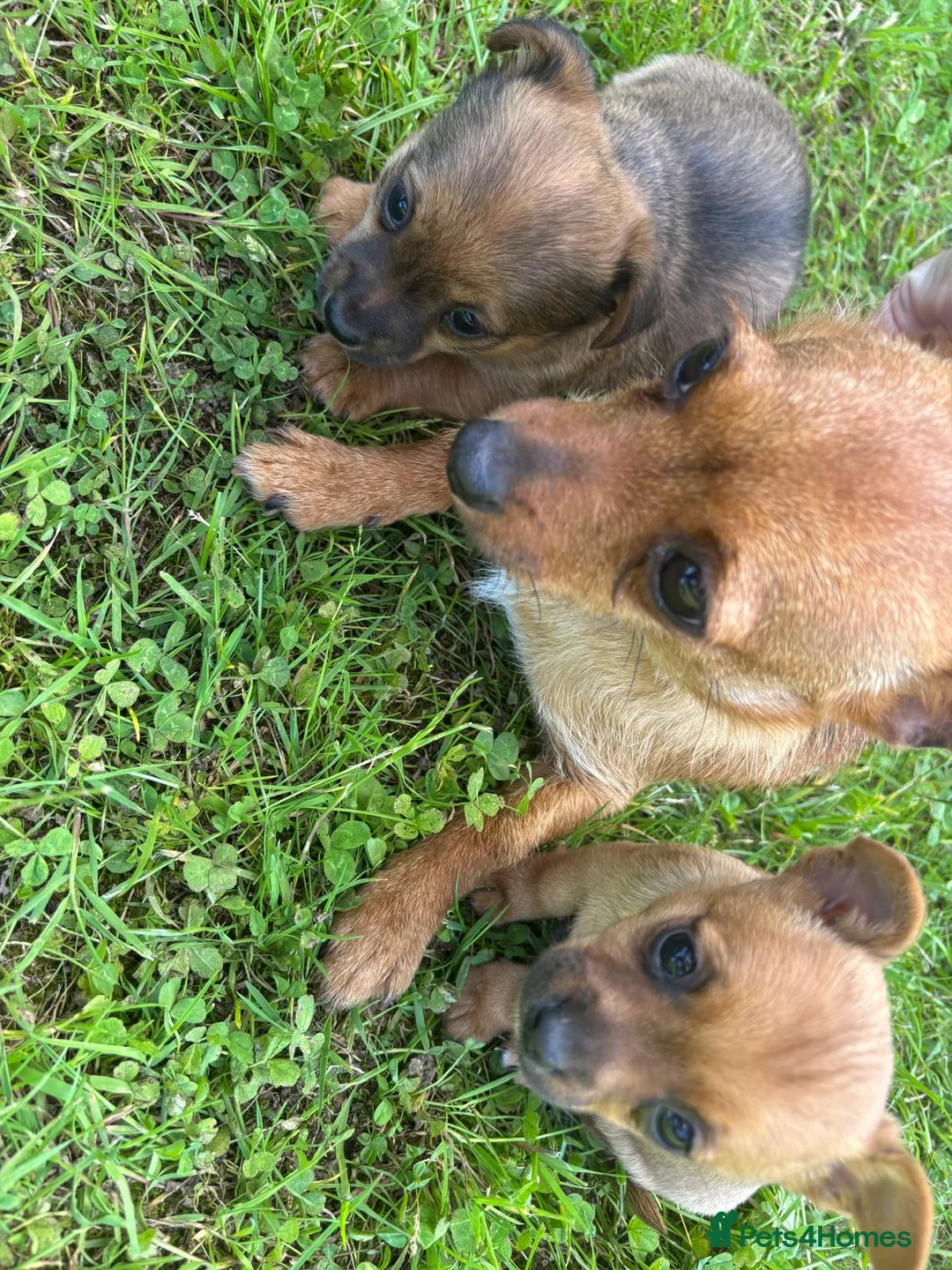 Jack Chi dogs for sale: Two chihuahua x Jack Russell puppies  in Exeter - Advert 7